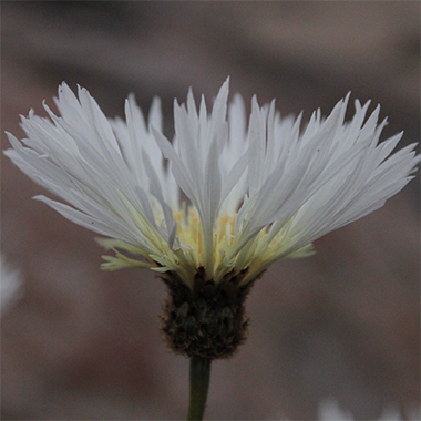 Flor del minero